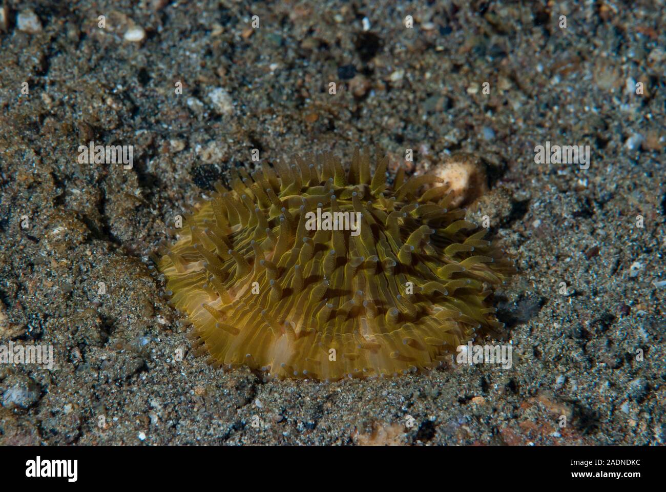 Fotografía de vida marina submarina, criaturas marinas Foto de stock