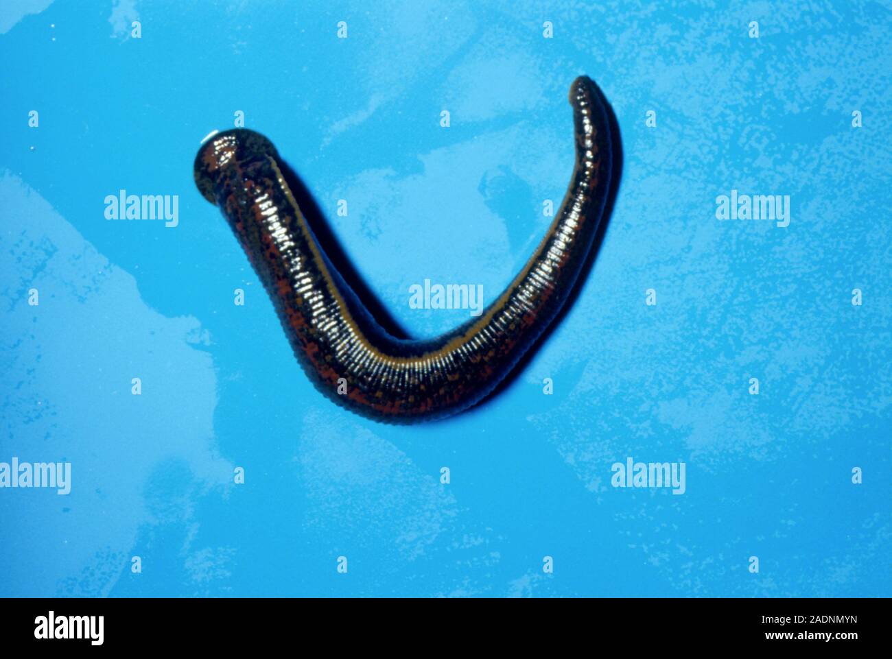 La sanguijuela medicinal Hirudo medicinalis. Las