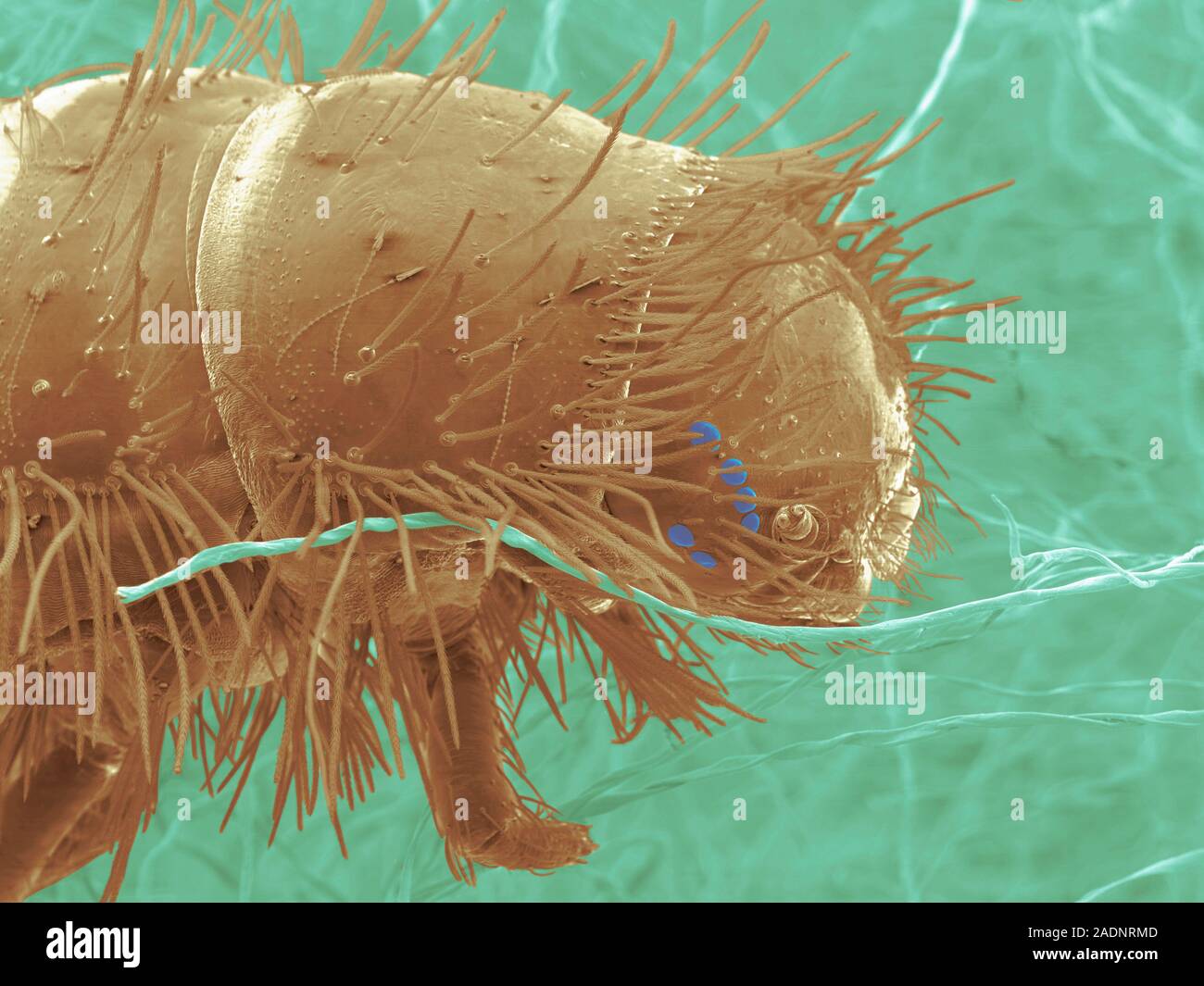 La larva del escarabajo de alfombra. Color análisis micrografía de  electrones (SEM) de la cabeza de una alfombra de la larva del escarabajo  (Anthrenus sp.) sobre las fibras para alfombras. Escarabajo de