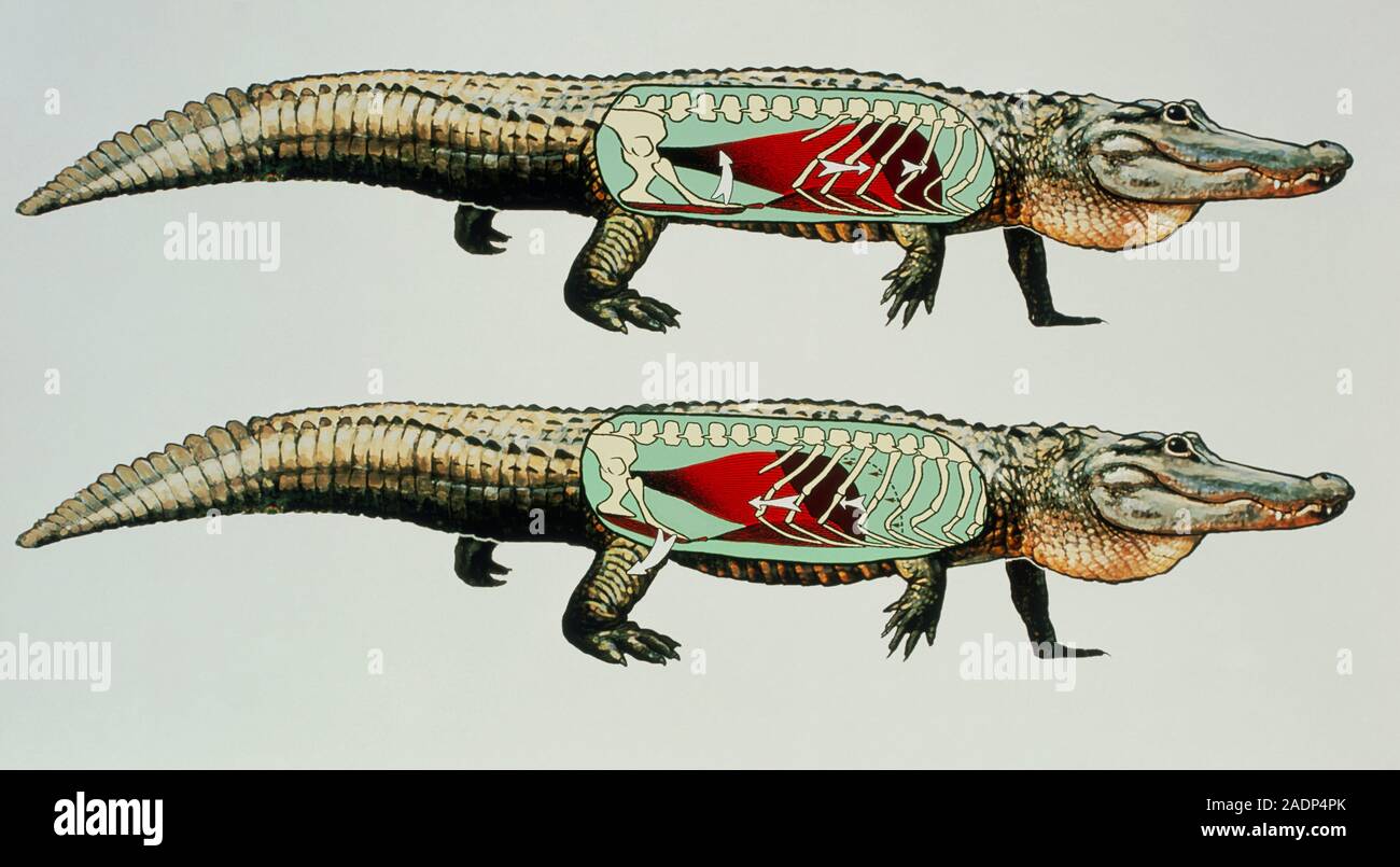 Alligator respirando la acción. Artwork ilustrando la anatomía interna y la  acción de la respiración de un cocodrilo americano (Alligator  mississipiensis). T Fotografía de stock - Alamy