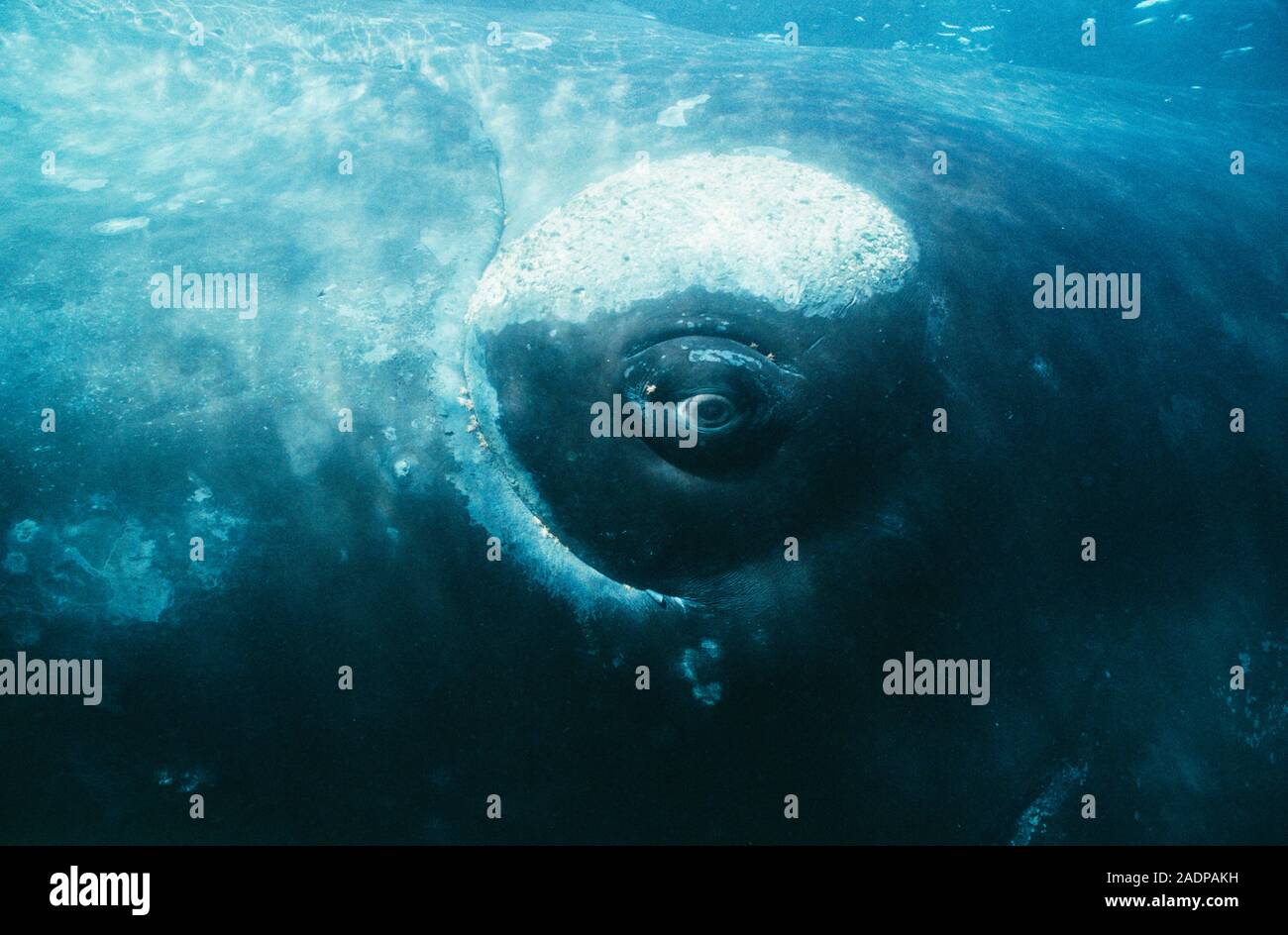 El ojo de la ballena franca austral. La ballena franca austral