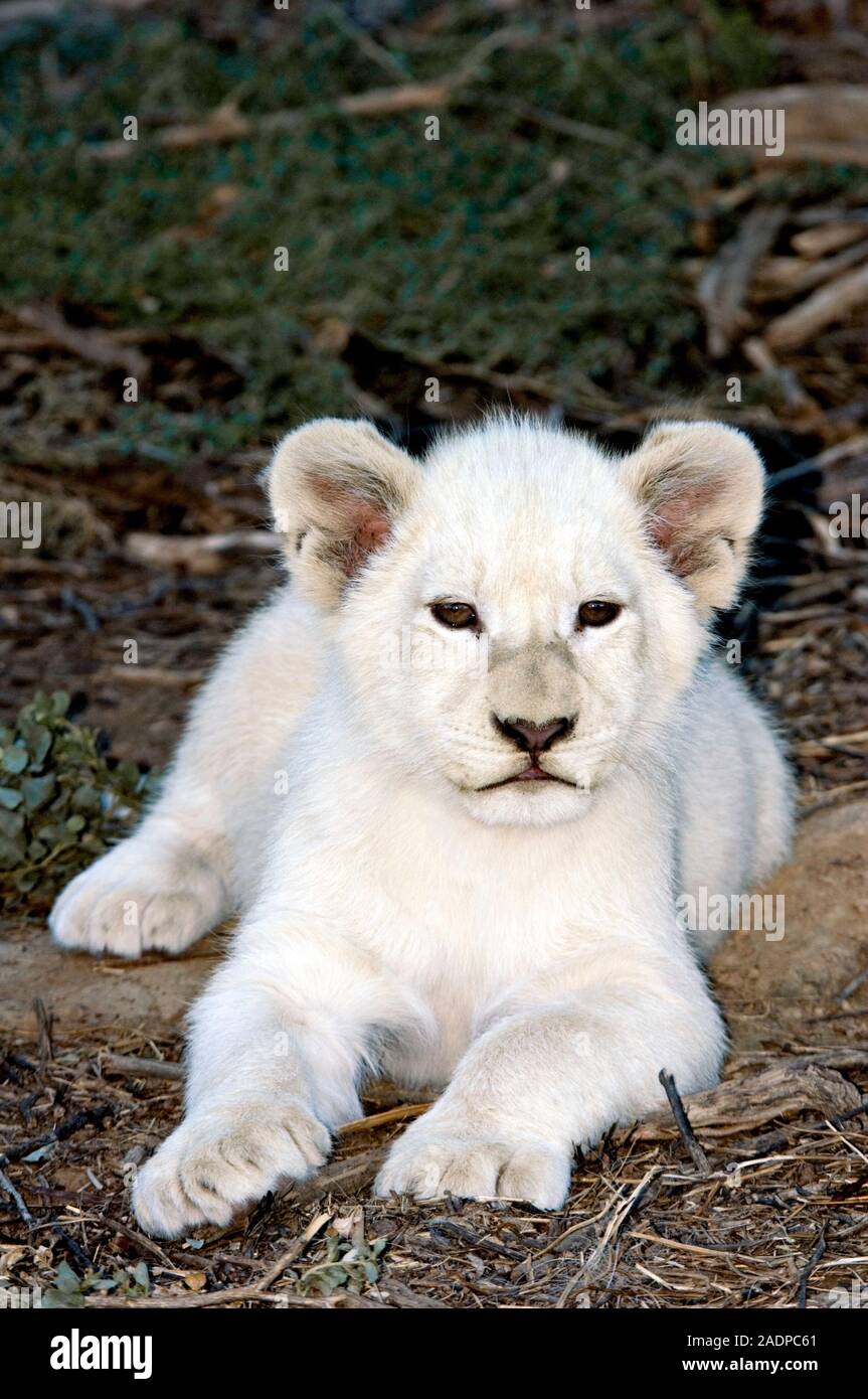 Cachorro de león blanco (Panthera leo krugeri). El león blanco sólo se  encuentra en las reservas de vida silvestre en el sur de África, donde es  criado selectivamente. Es un raro c