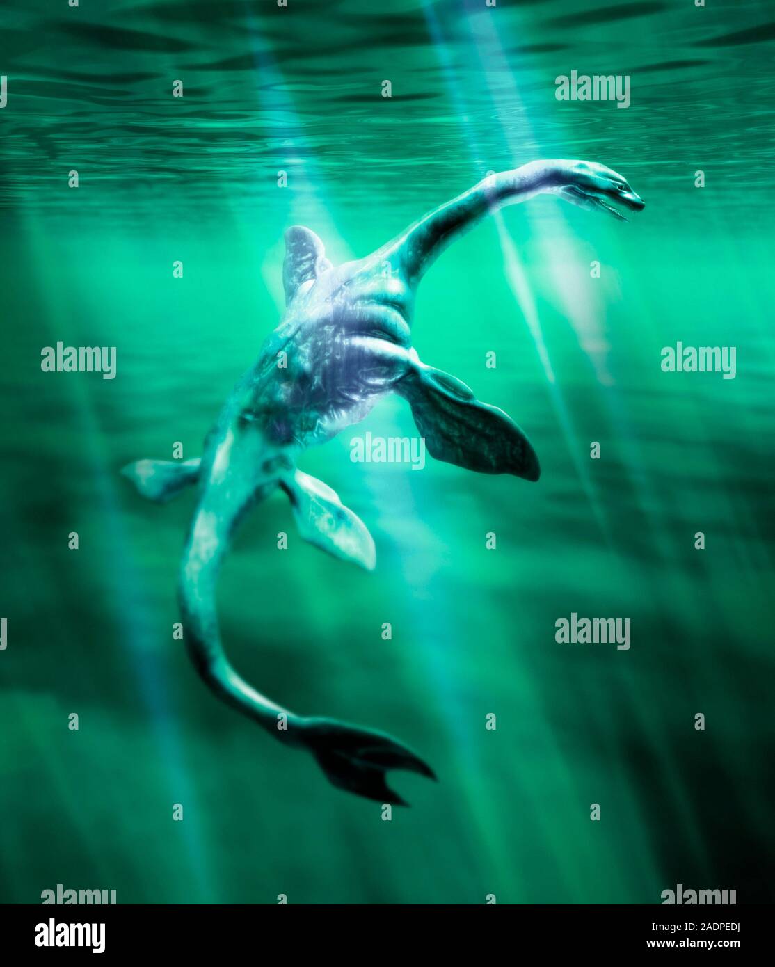 El monstruo de Loch Ness. Equipo de ilustraciones de El monstruo del Lago  Ness nadando en el Lago Ness, en Escocia. Los avistamientos del monstruo se  han producido al menos desde th