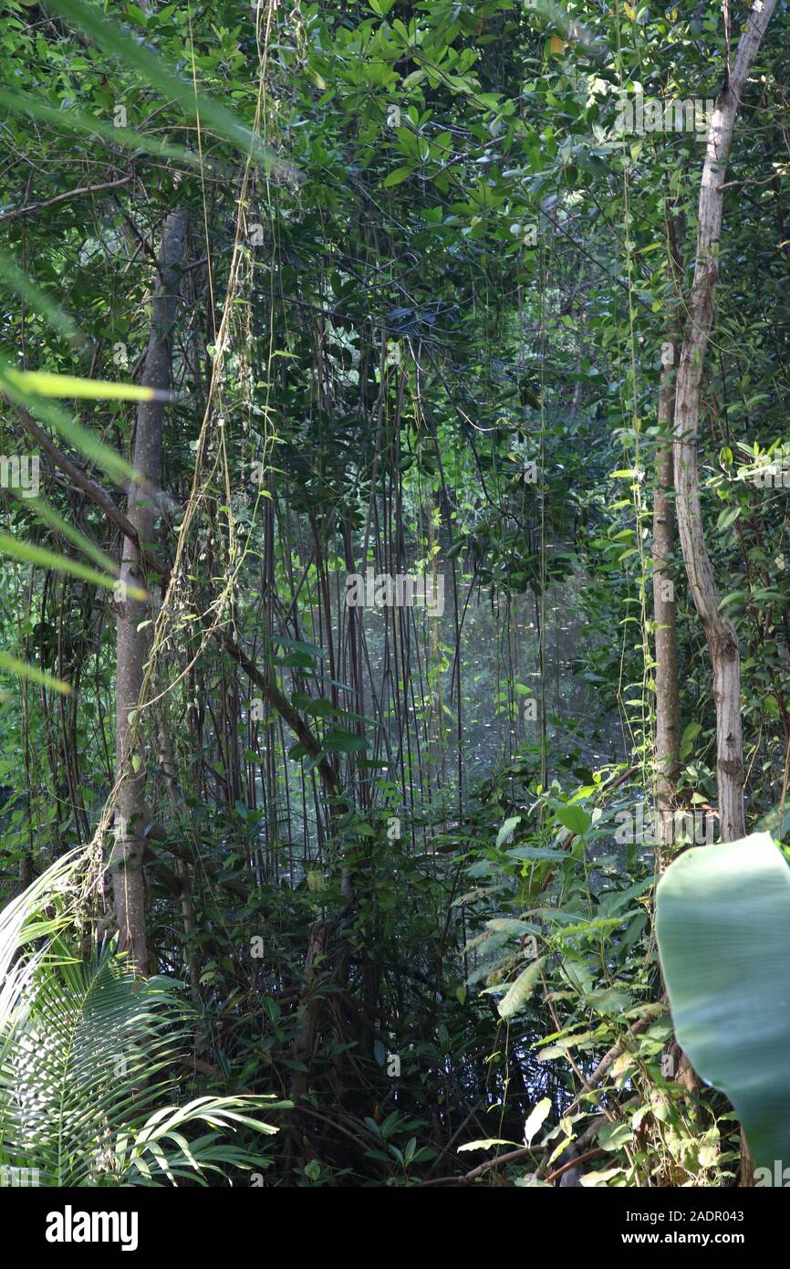 Bosque tropical lluvioso del caribe fotografías e imágenes de alta