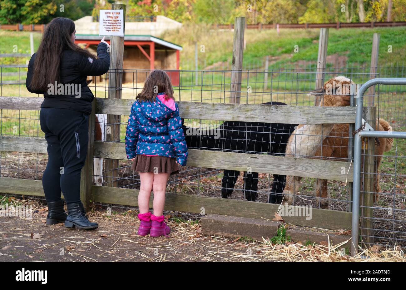 Glastonbury, Connecticut, EE.UU. Oct 2019. Hija y madre prudente comprobar las alpacas en un zoológico de contacto de Nueva Inglaterra. Foto de stock