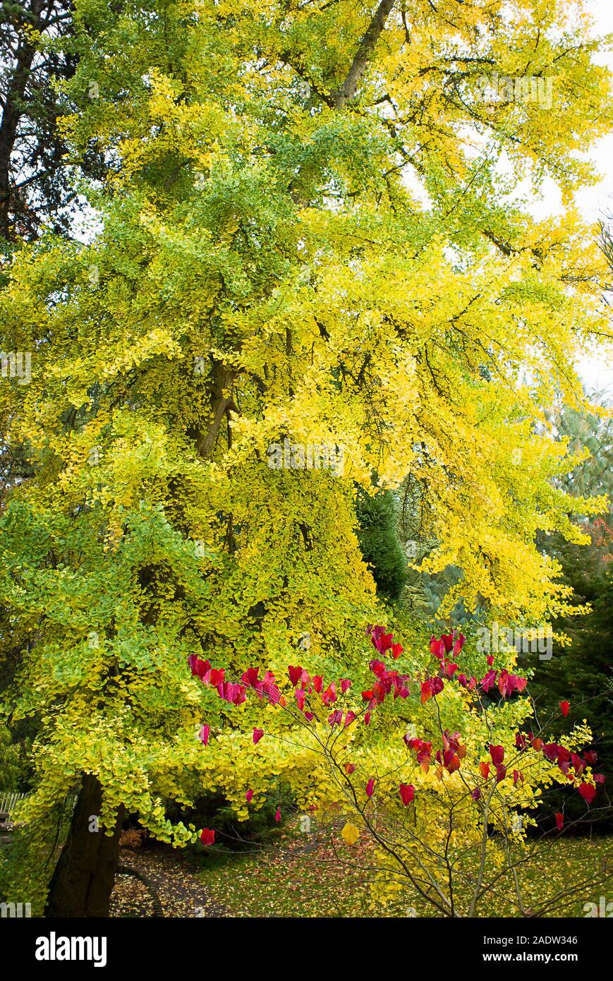 Un árbol de ginkgo maduro en un jardín inglés que muestra la transición del verde al amarillo de hojas en otoño Foto de stock