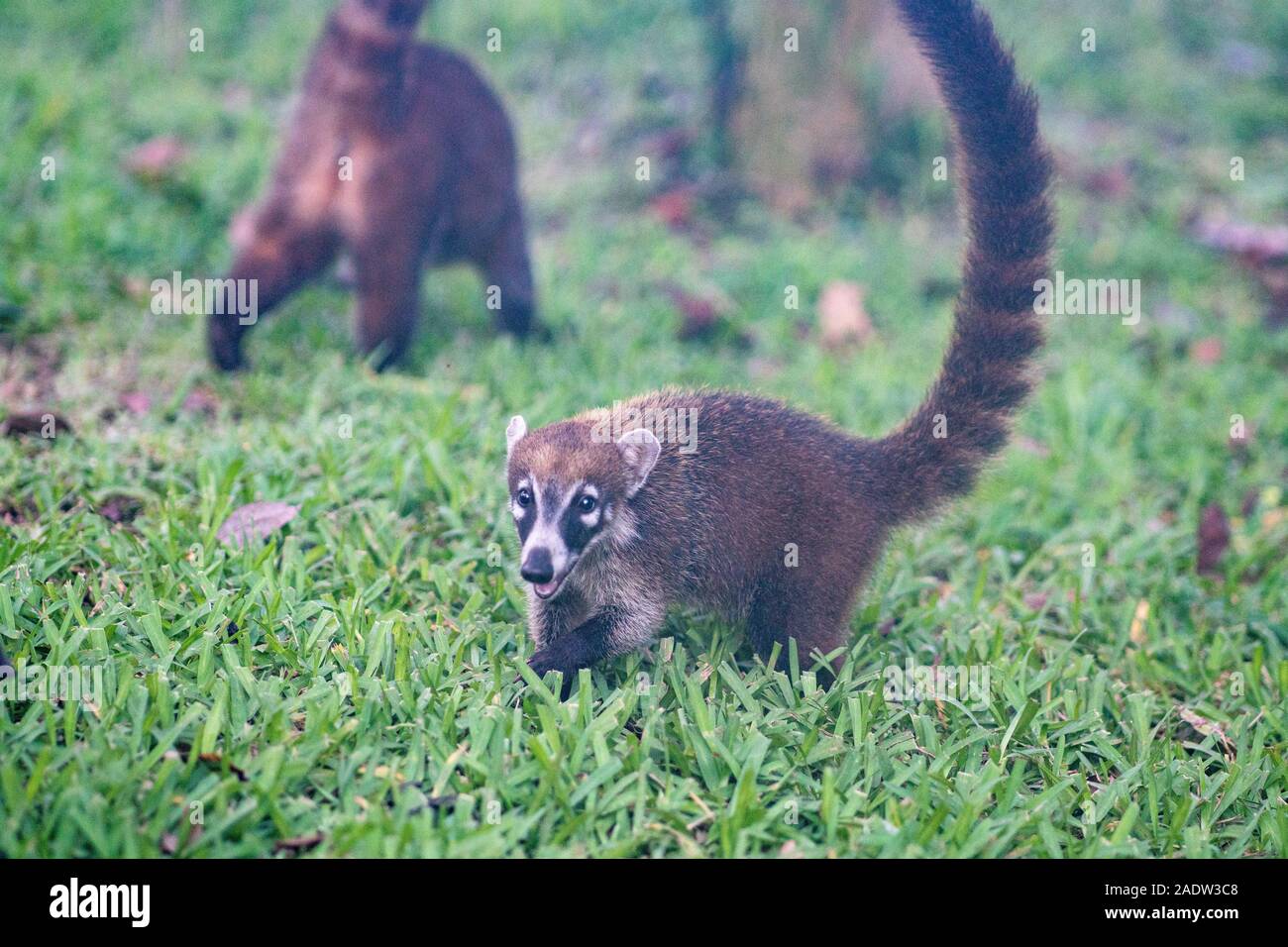 Coati jugando en hierba en México Foto de stock