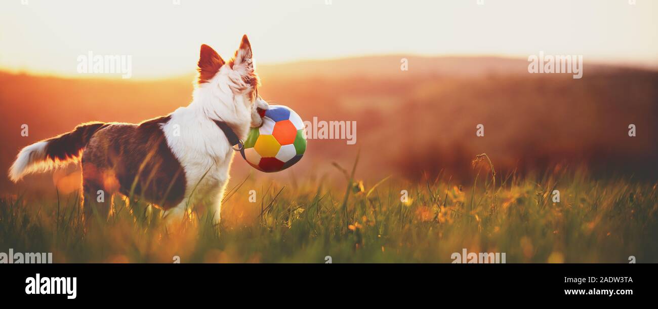 Panorama, retrato de un lindo perro joven con una pelota, un amanecer o atardecer fondo paisajístico con copyspace Foto de stock