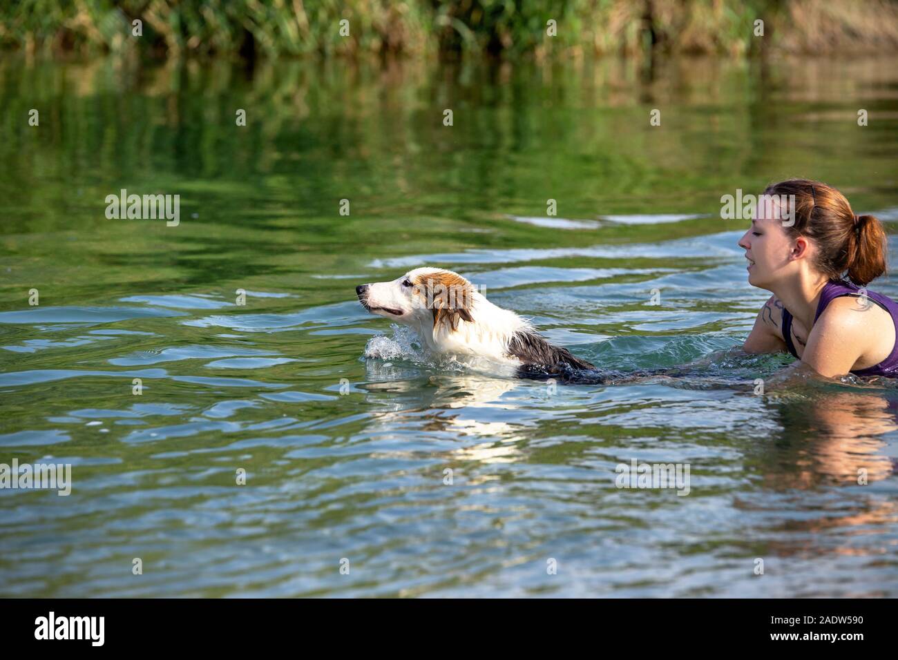 Perro joven y mujer trainer nadar en un río, cursillista y aprender a ser un perro de rescate de agua Foto de stock