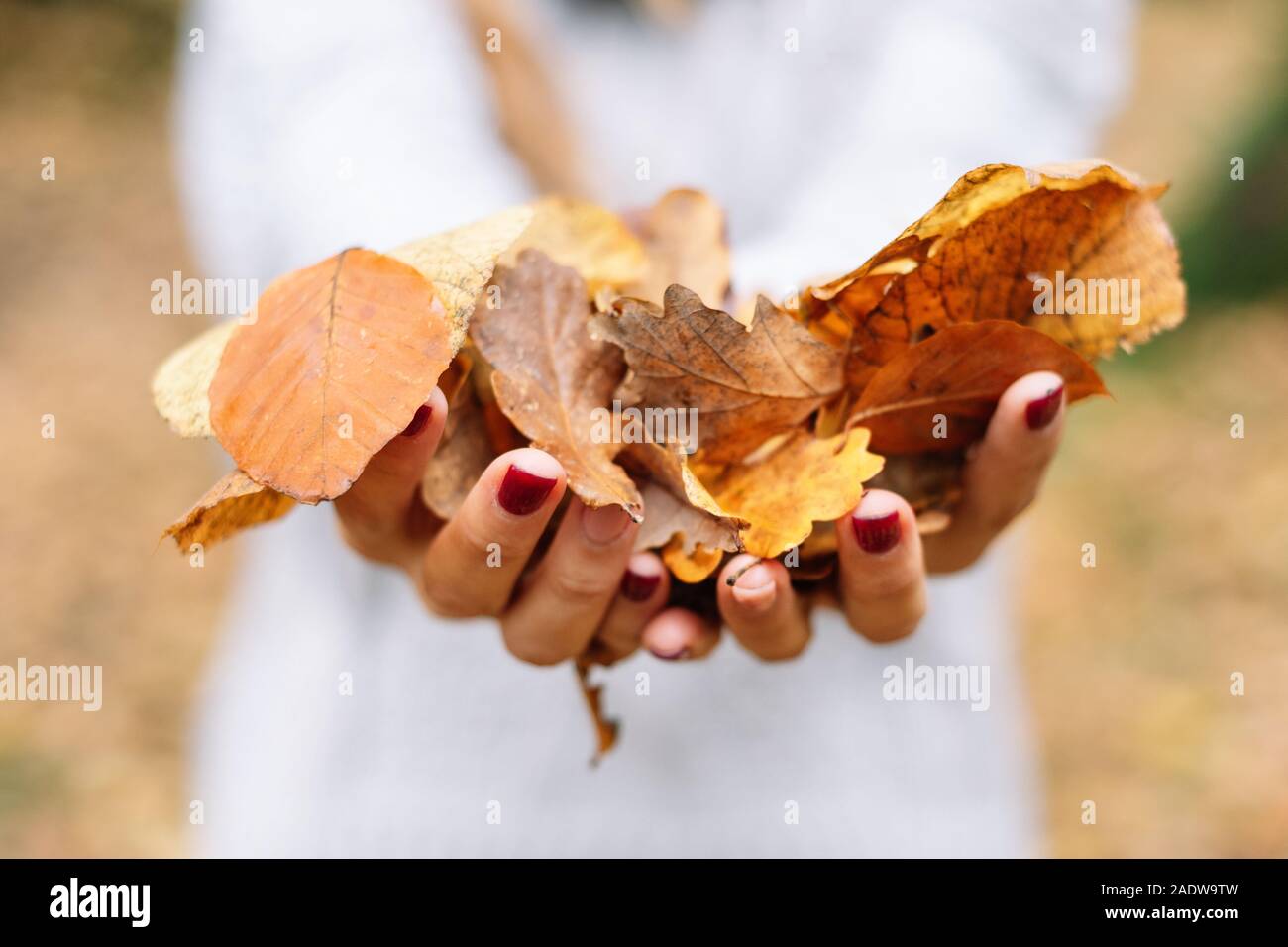 Cerrar, Mujer manos sosteniendo hojas de color naranja en el parque en otoño . Foto de stock