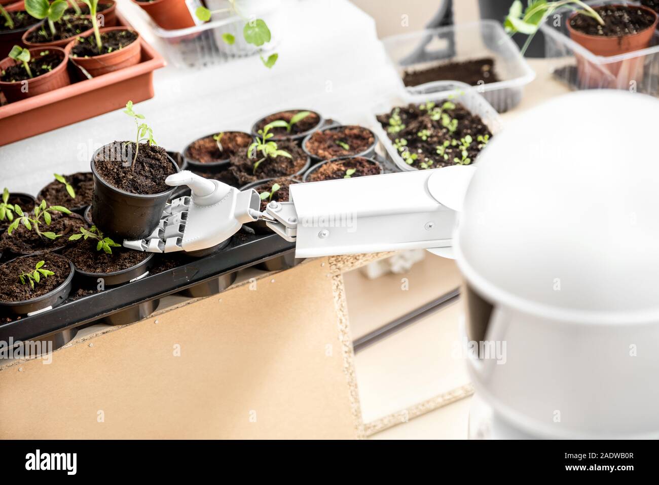 Robot autónomo es la jardinería de interiores, el robot jardinero con verduras en una habitación, Cyborg está intentando comprender la vida Foto de stock
