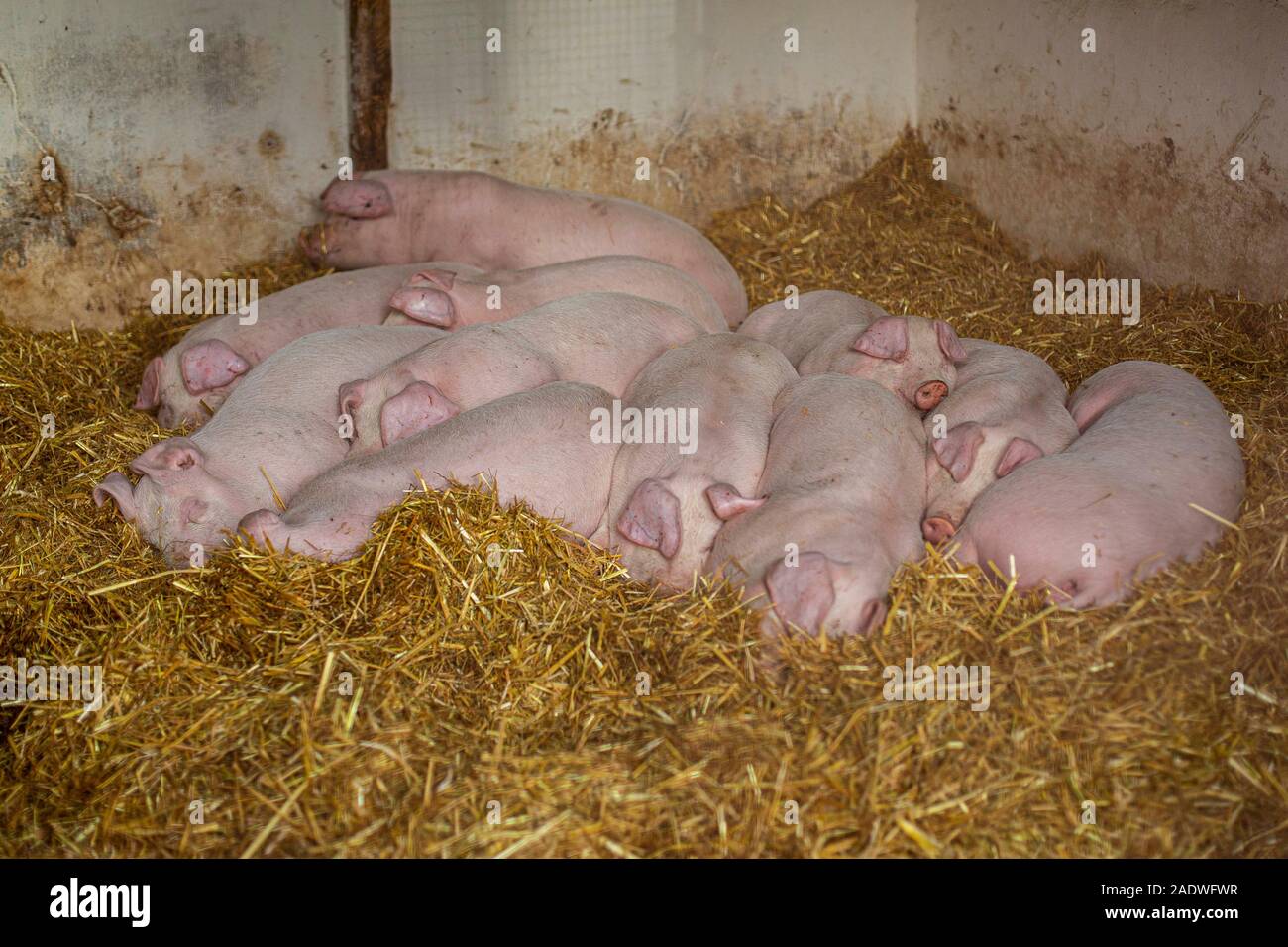 Cardiff, País de Gales, Reino Unido. El 5 de diciembre de 2019. Los cerdos jóvenes acurrucarse juntos para mantener caliente como duermen en una granja estable durante una ola de frío en gran parte del Reino Unido. Crédito: Mark Hawkins/Alamy Live News Foto de stock