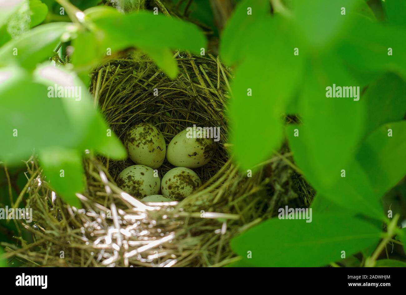 Nido de pájaros con huevos moteados en los arbustos. El tiempo de primavera. Foto de stock