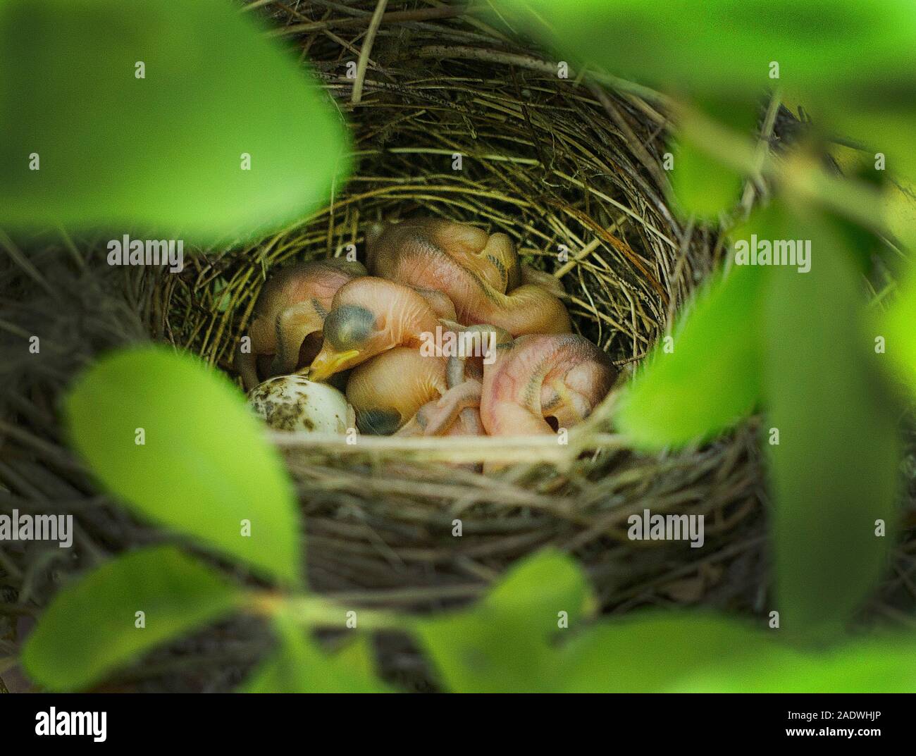 Pajaritos en un nido en la primavera de arbustos. Foto de stock