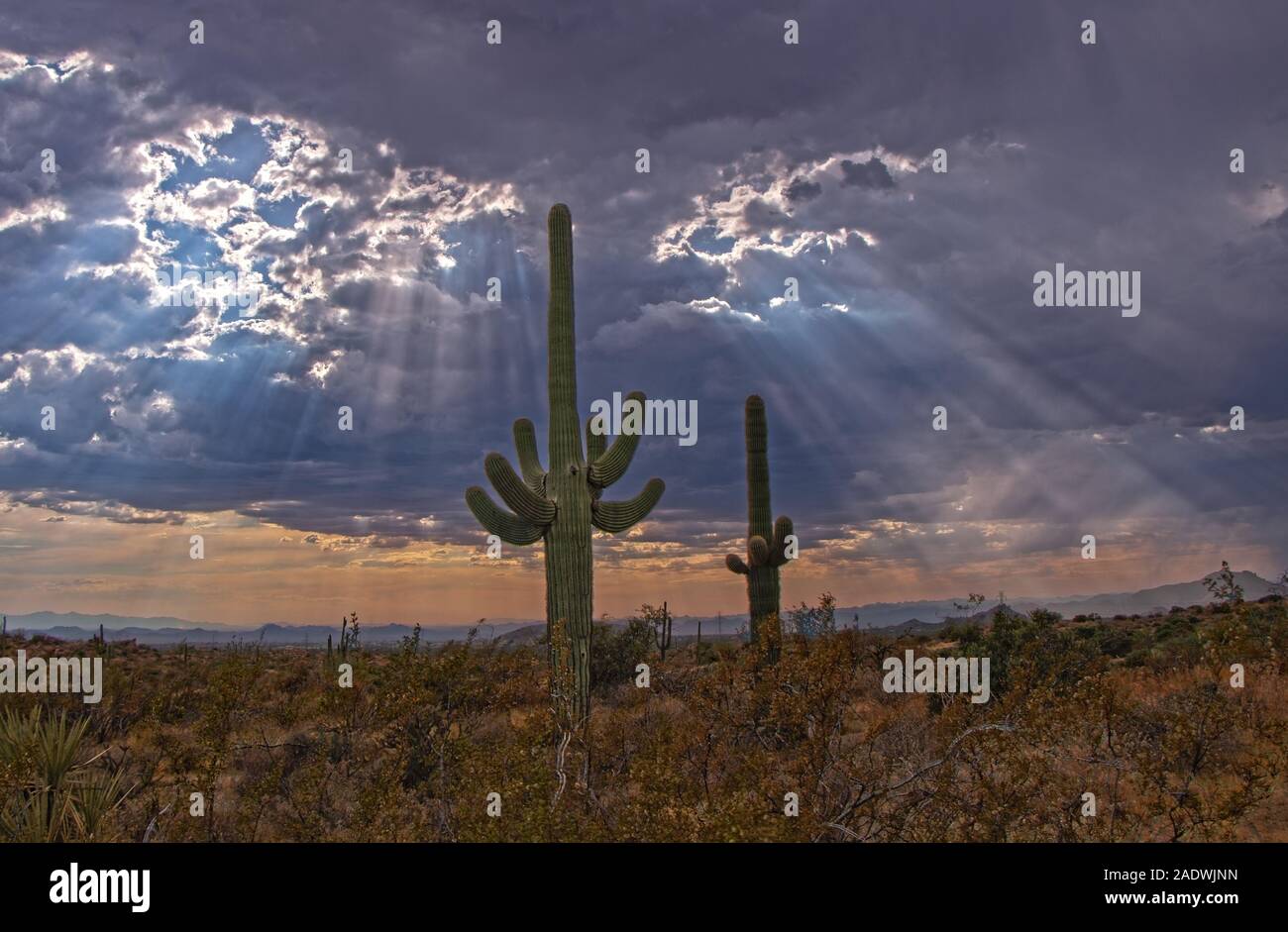 Amplio ángulo de disparo de rayos de sol o vigas brillando sobre cactus en el desierto de Arizona, cerca de Phoenix. Foto de stock