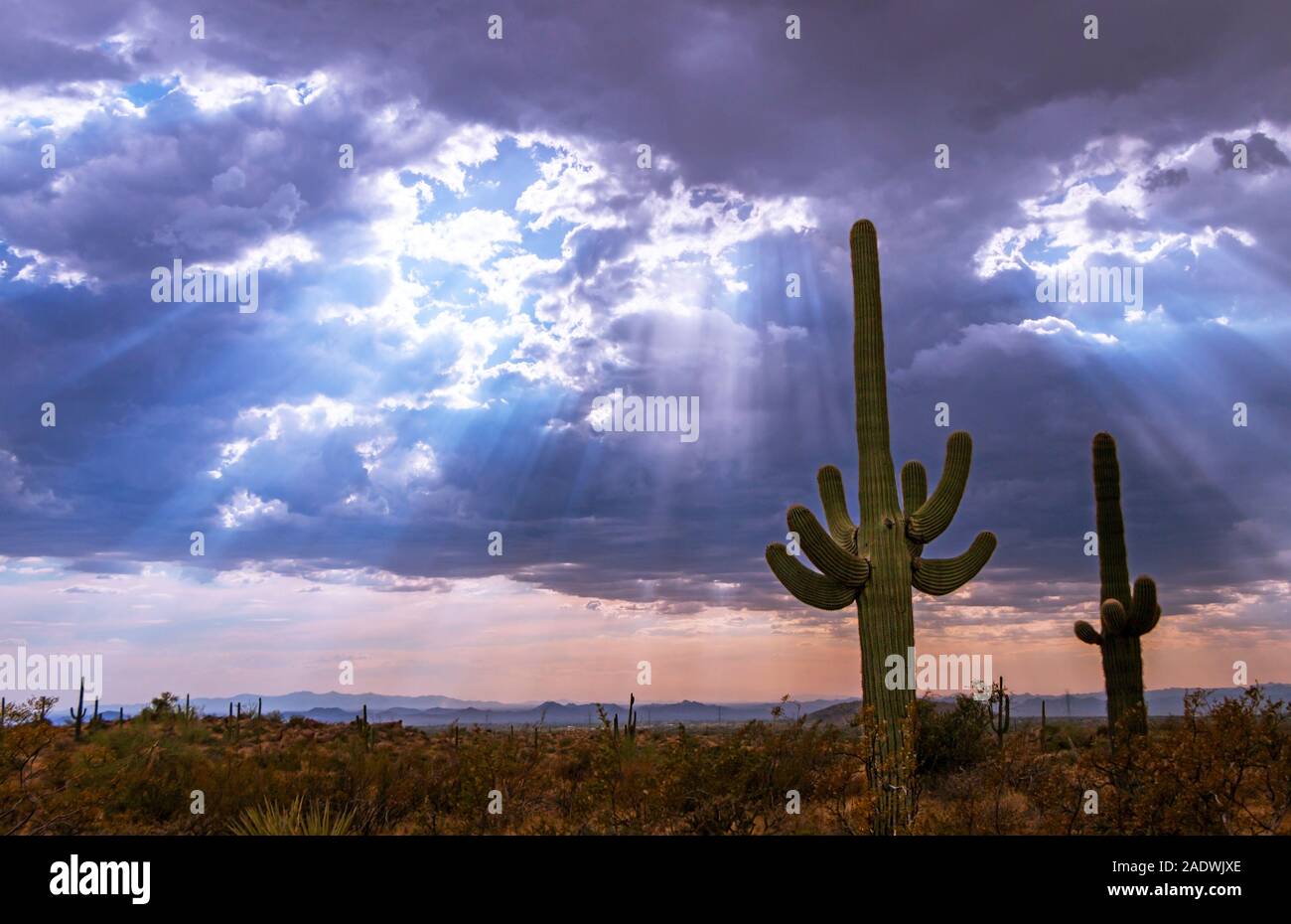 Resplandores de viga abajo mientras nubes de tormenta nubes se reúnen en el desierto de Arizona cerca de Phoenix Foto de stock