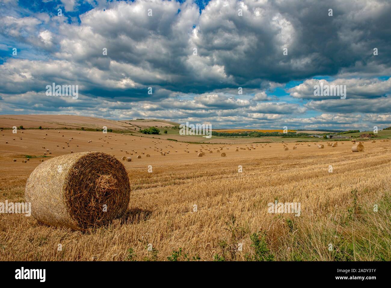 Un campo de trigo y los fardos de heno en los South Downs, West Sussex, Inglaterra, Reino Unido. Foto de stock