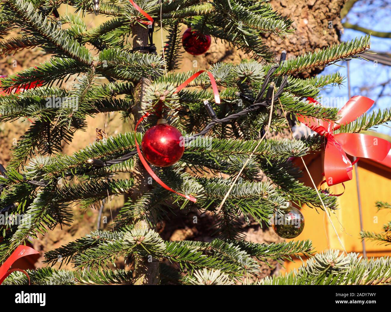 Hermoso color rojo dorado y decoración de Navidad en un árbol de pino verde  Fotografía de stock - Alamy