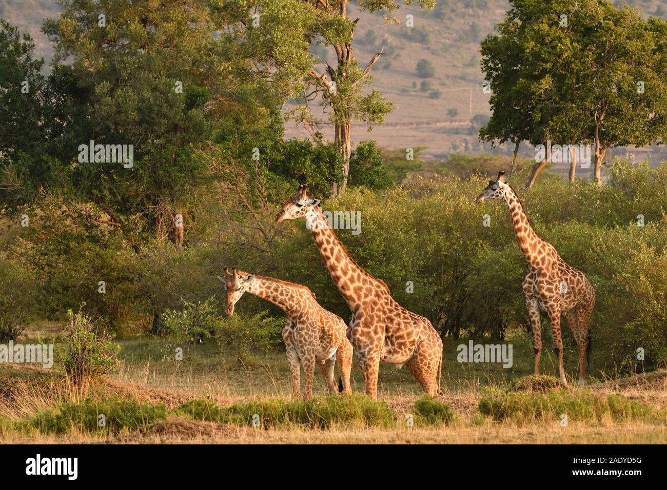 Una manada de jirafas fotografiados en la madrugada de Masai Mara de Kenia Foto de stock
