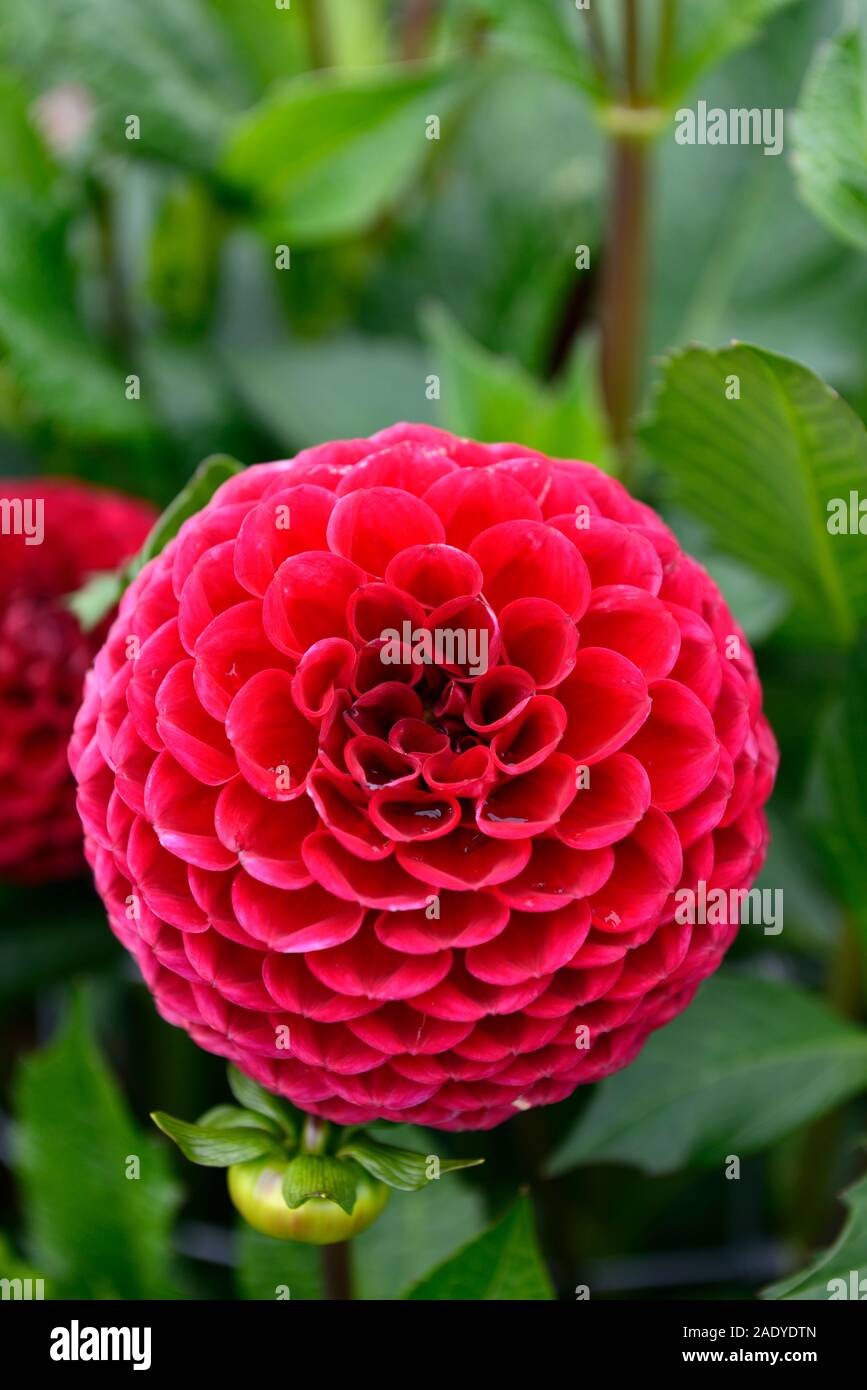 Dalia cornel, Dalia bola,tipo,variedad,hybrid,rojo púrpura,flor,flores, flores florales,RM Fotografía de stock - Alamy