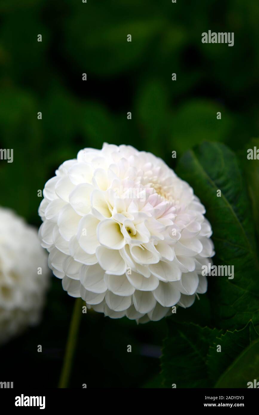 Dalia l'ancresse, bola dahlia,tipo,variedad,hybrid,blanca,flor,flores,flores  florales,RM Fotografía de stock - Alamy
