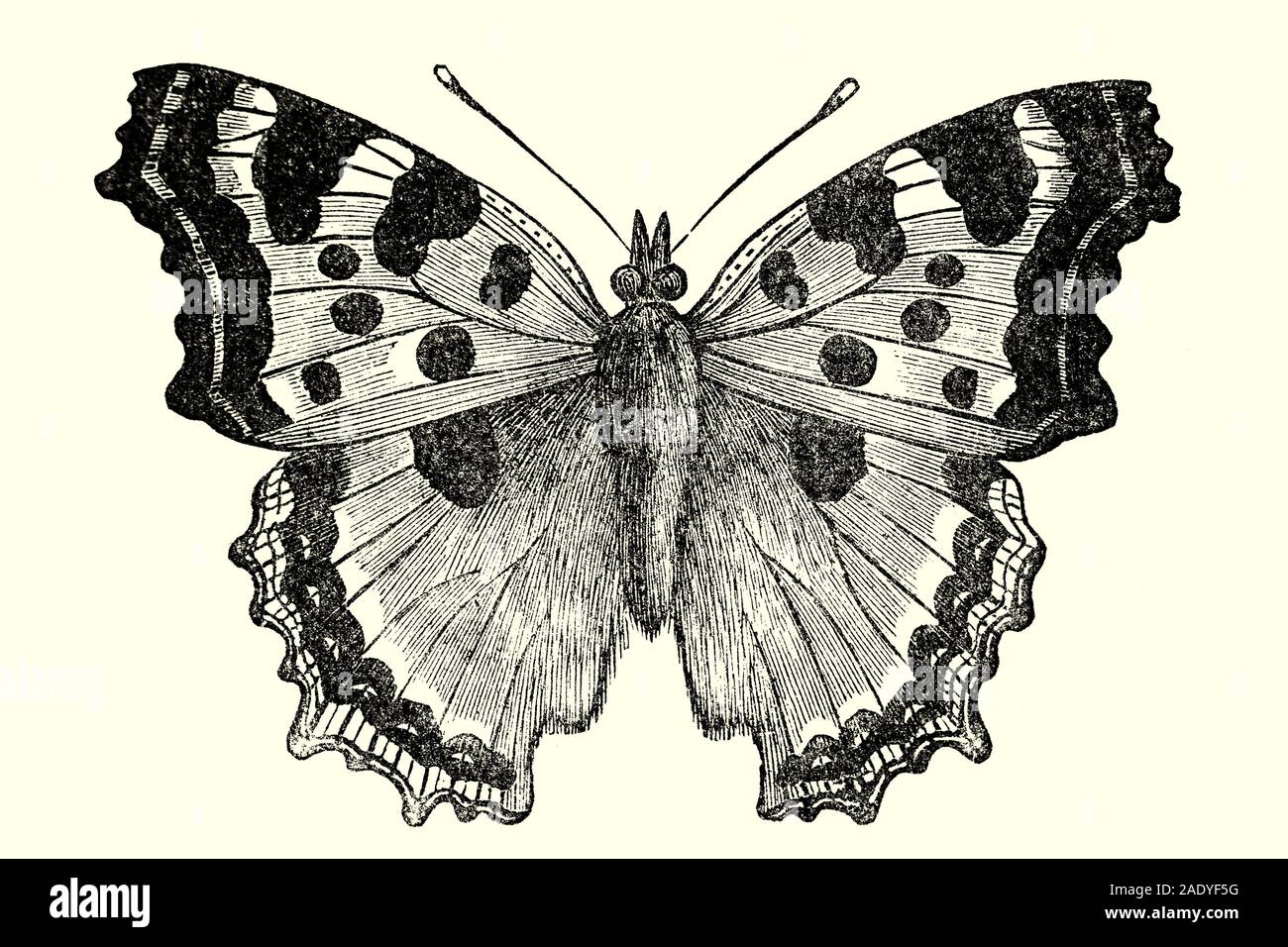 La gran Tortoiseshell Butterfly, Nymphalis polychloros, fue considerado generalizado y común en los bosques del sur de Inglaterra. Sin embargo, este hermoso insecto ha sufrido un grave declive y ha habido menos de 150 registros desde 1951. Foto de stock