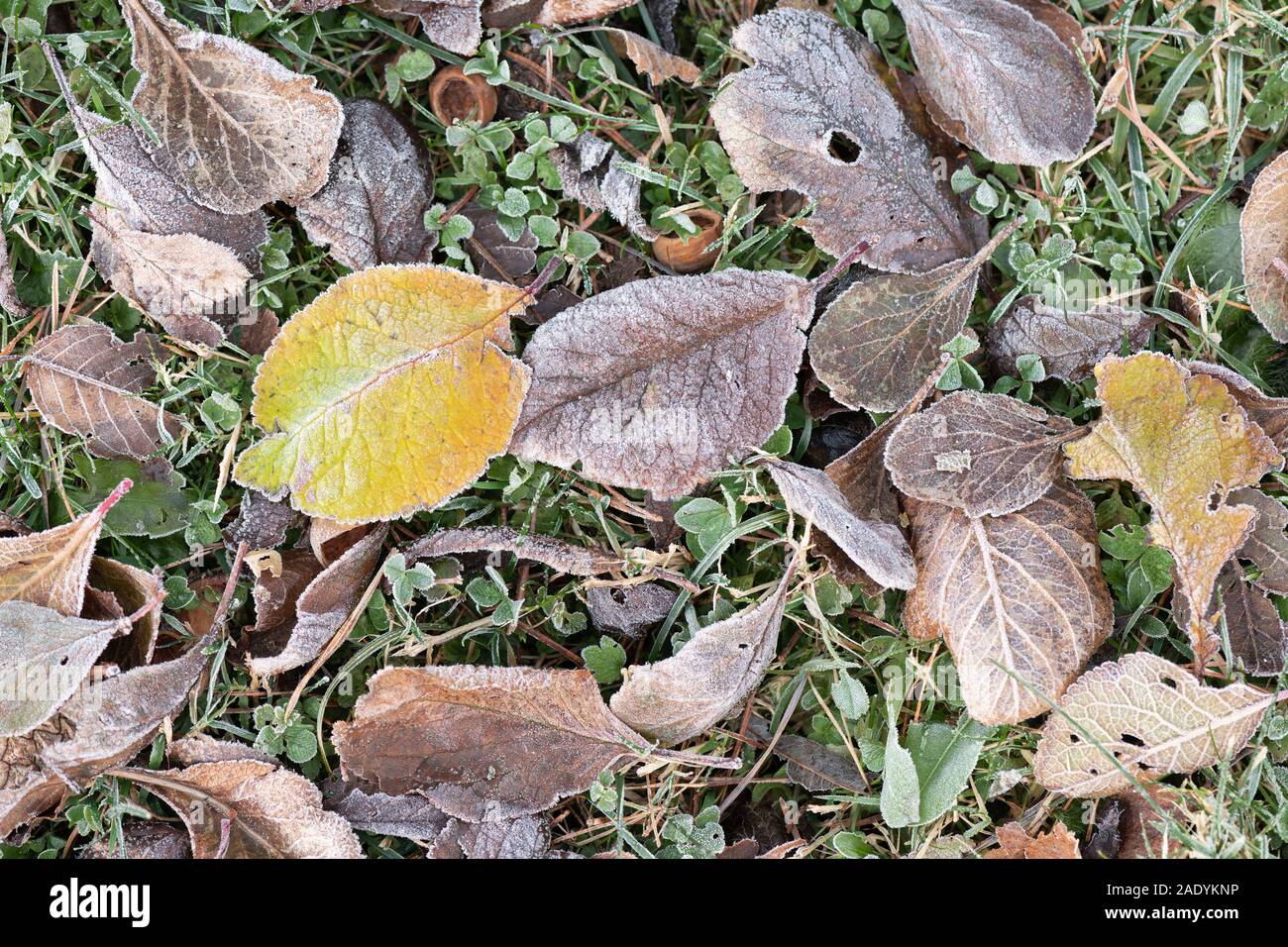 Hojarasca en una helada mañana mostrando una variedad de hojas, incluyendo, pero no exclusivamente, las hojas de un árbol de ciruela (Prunus domestica) Foto de stock