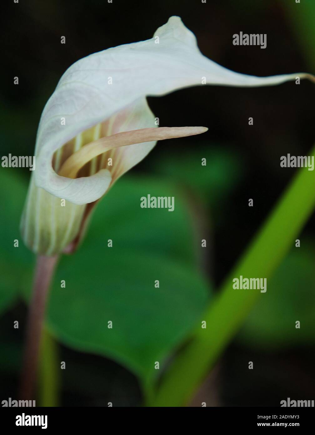 Arisaema candidissimum , el lirio cobra seccionado Foto de stock