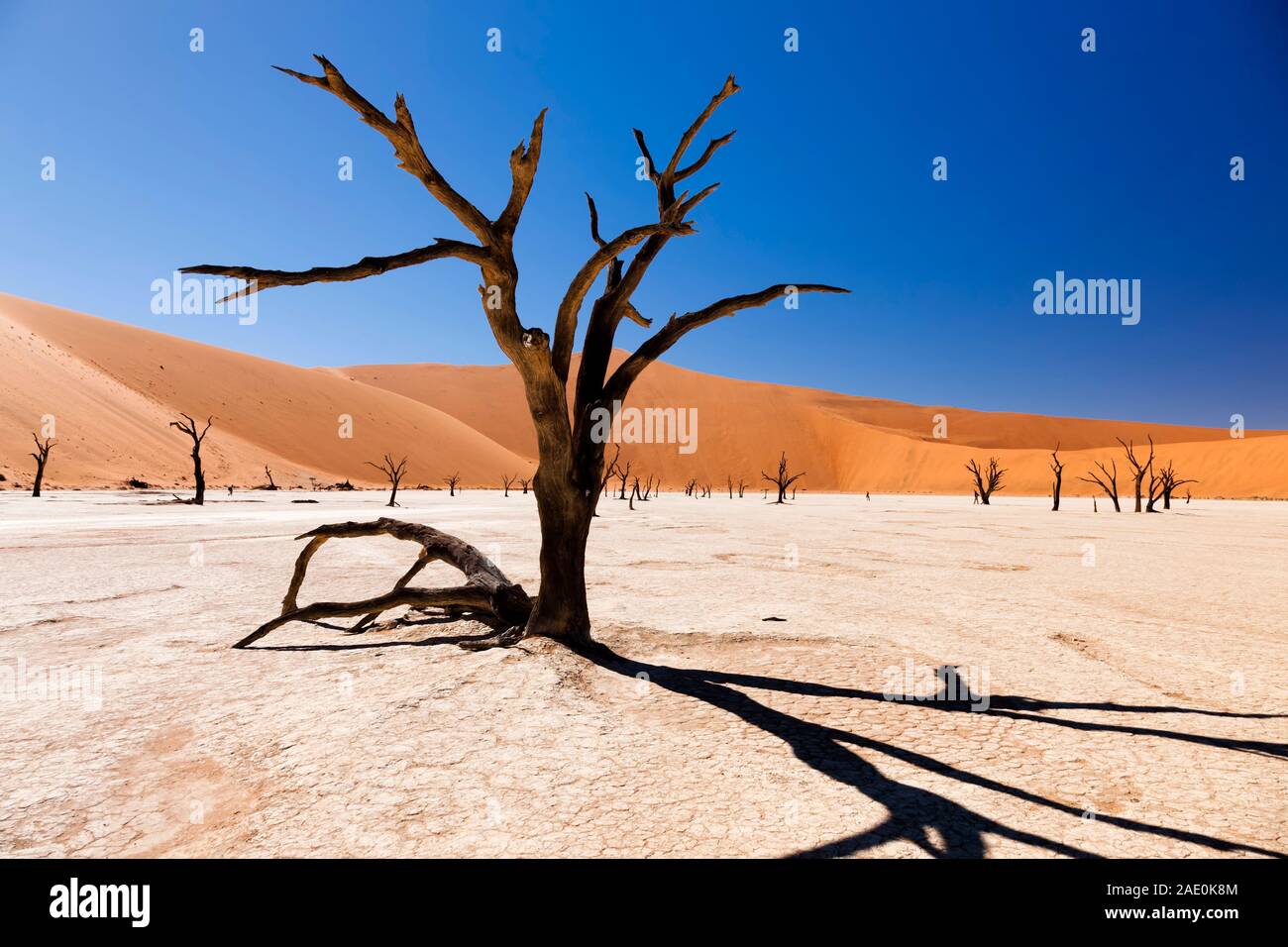 Lago muerto, cama seca, árboles muertos, Deadvlei, desierto de Namib, Parque Nacional Namib-Naukluft, Namibia, África del Sur, África Foto de stock