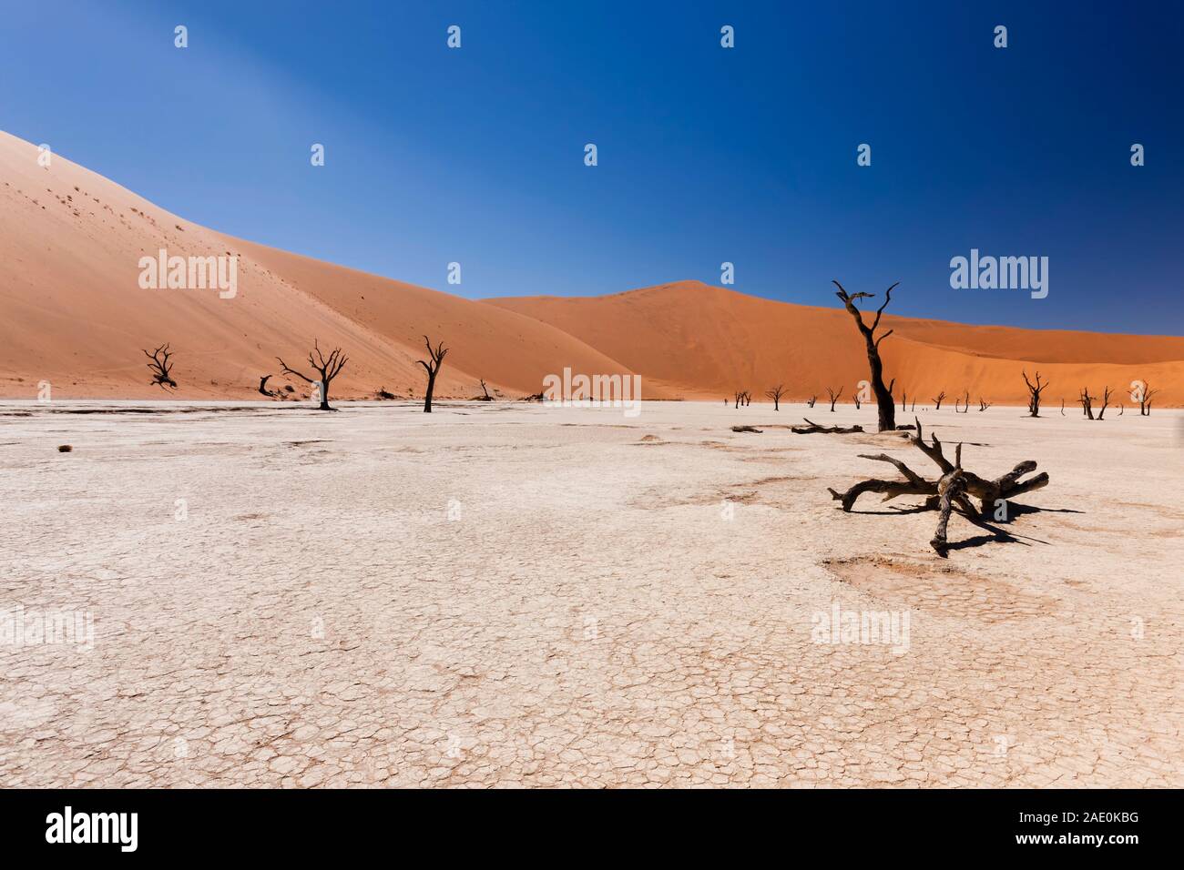 Lago muerto, cama seca, árboles muertos, Deadvlei, desierto de Namib, Parque Nacional Namib-Naukluft, Namibia, África del Sur, África Foto de stock
