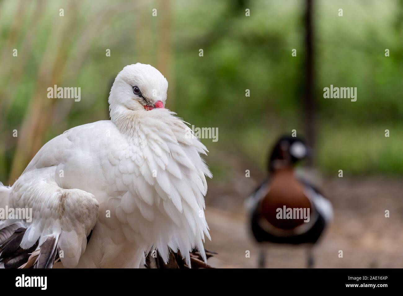 Hermoso pájaro blanco con rojo de limpieza pico sus plumas, lateral vista cercana, el enfoque selectivo con desenfoque de fondo borroso con pato salvaje Foto de stock