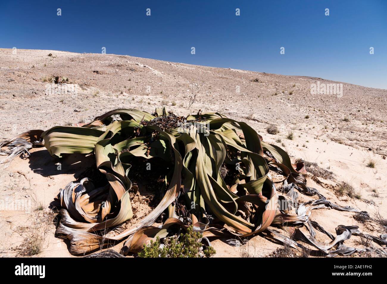 Welwitschia, planta silvestre del desierto, 'Welwitschia drive' cerca de Swakopmund, desierto de Namib, Namibia, África del Sur, África Foto de stock