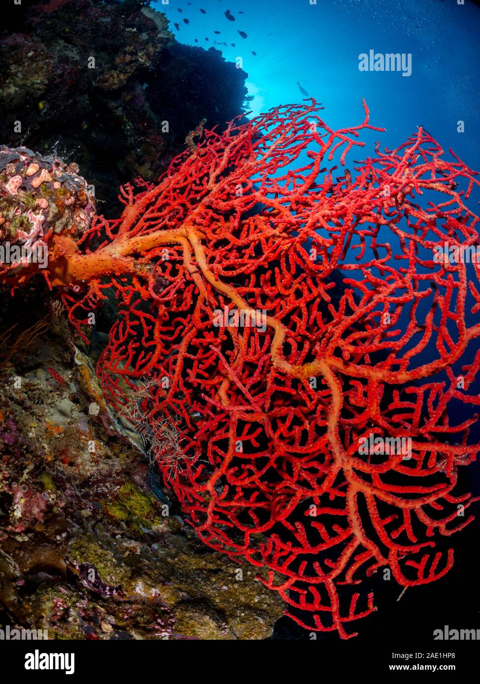 Rojo gorgonia, coral blando, Subergorgia sp, Sipadan, Malasia Foto de stock