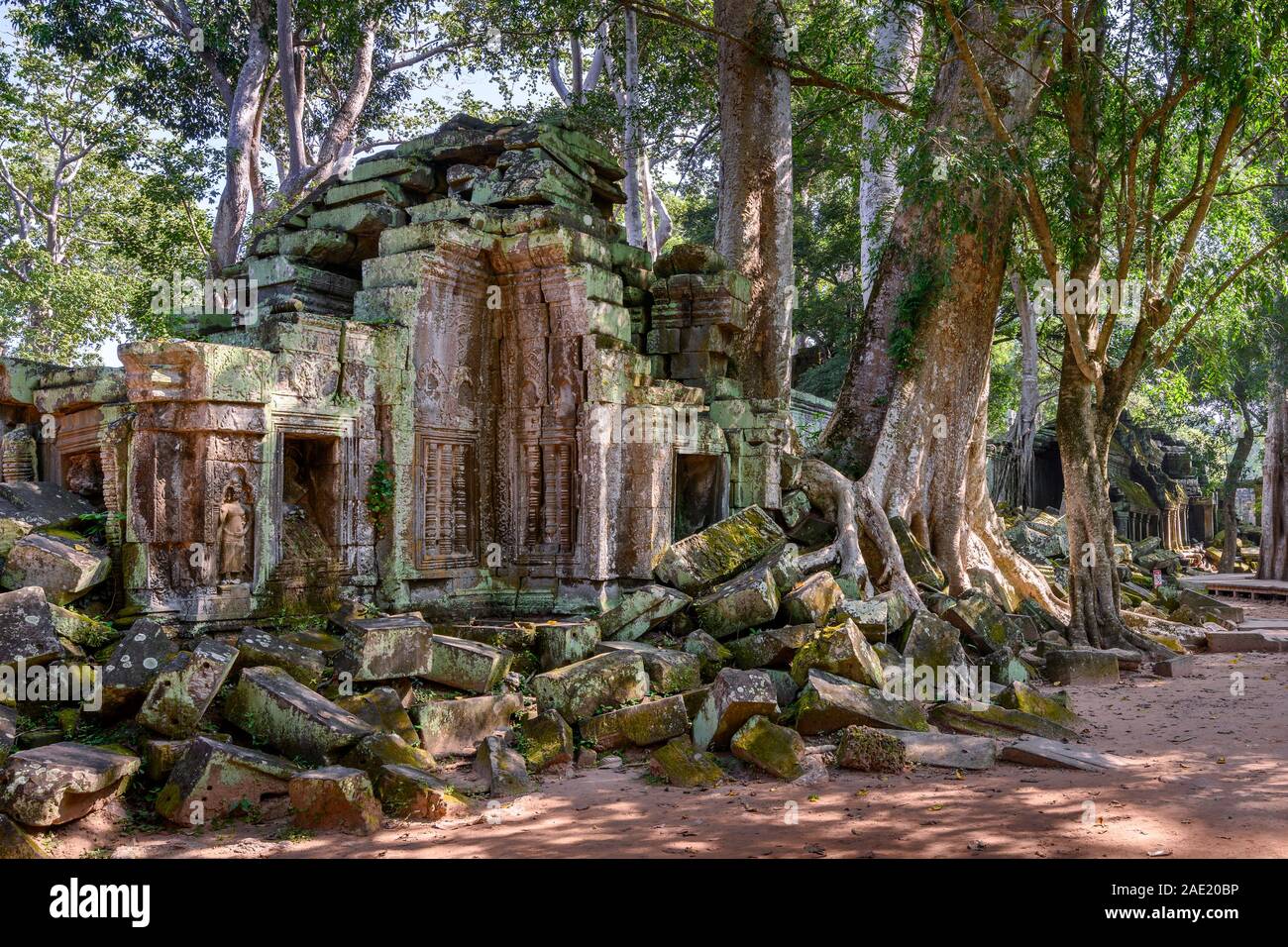 Tetrameles nudiflora - Spung gigante árbol con las ruinas del templo de Ta Prohm, en el complejo de Angkor Wat, Siem Reap, Camboya Foto de stock