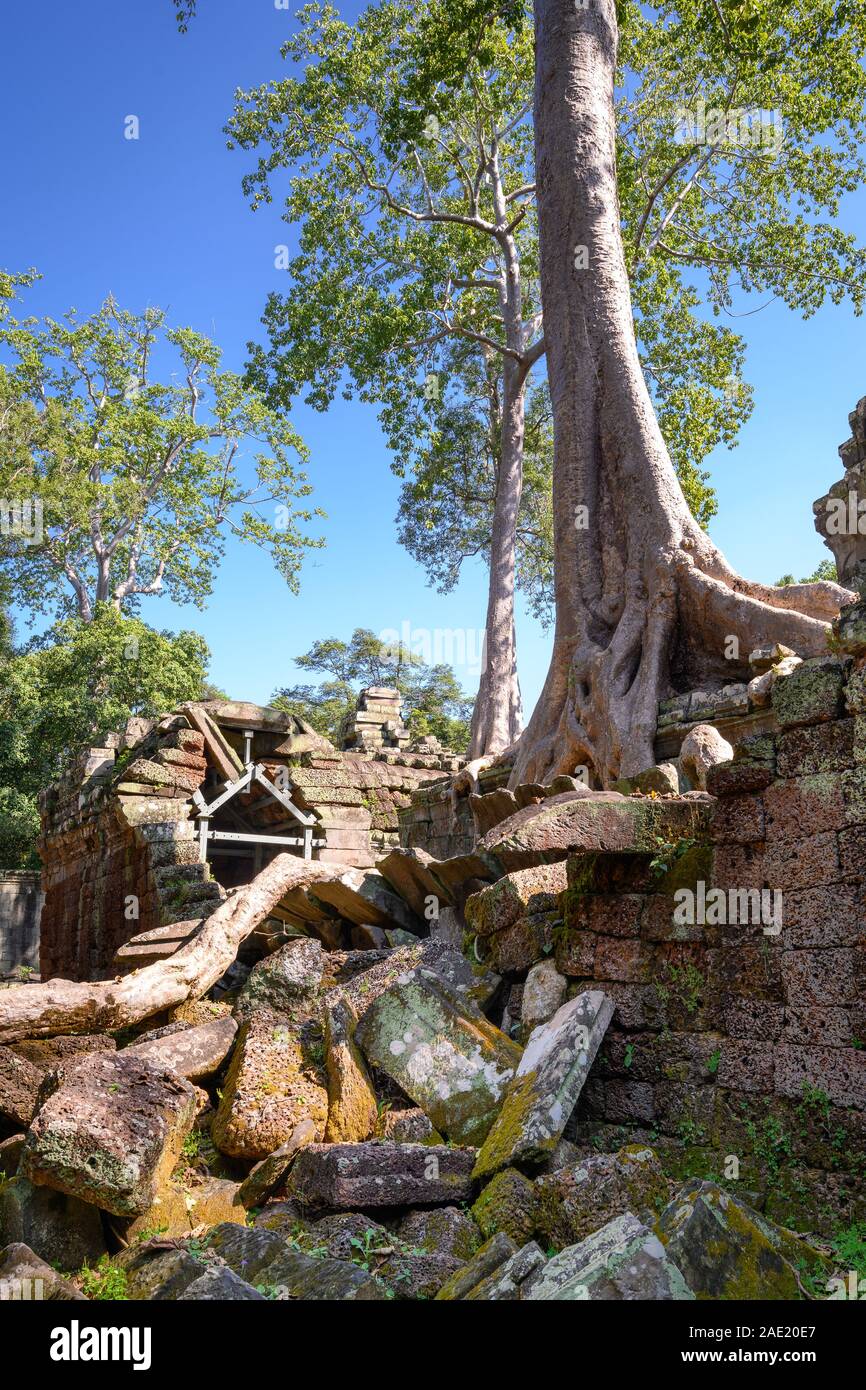 Tetrameles nudiflora - Spung gigante árbol con las ruinas del templo de Ta Prohm, en el complejo de Angkor Wat, Siem Reap, Camboya Foto de stock