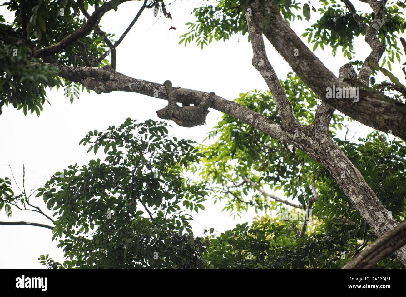 Three-Toed Sloth: Bradypus variegatus. Costa Rica. Foto de stock