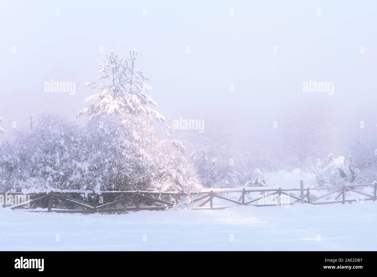 Winter Christmas background, majestuosos abetos blancos iluminado por la luz solar. Bansko, Bulgaria Foto de stock