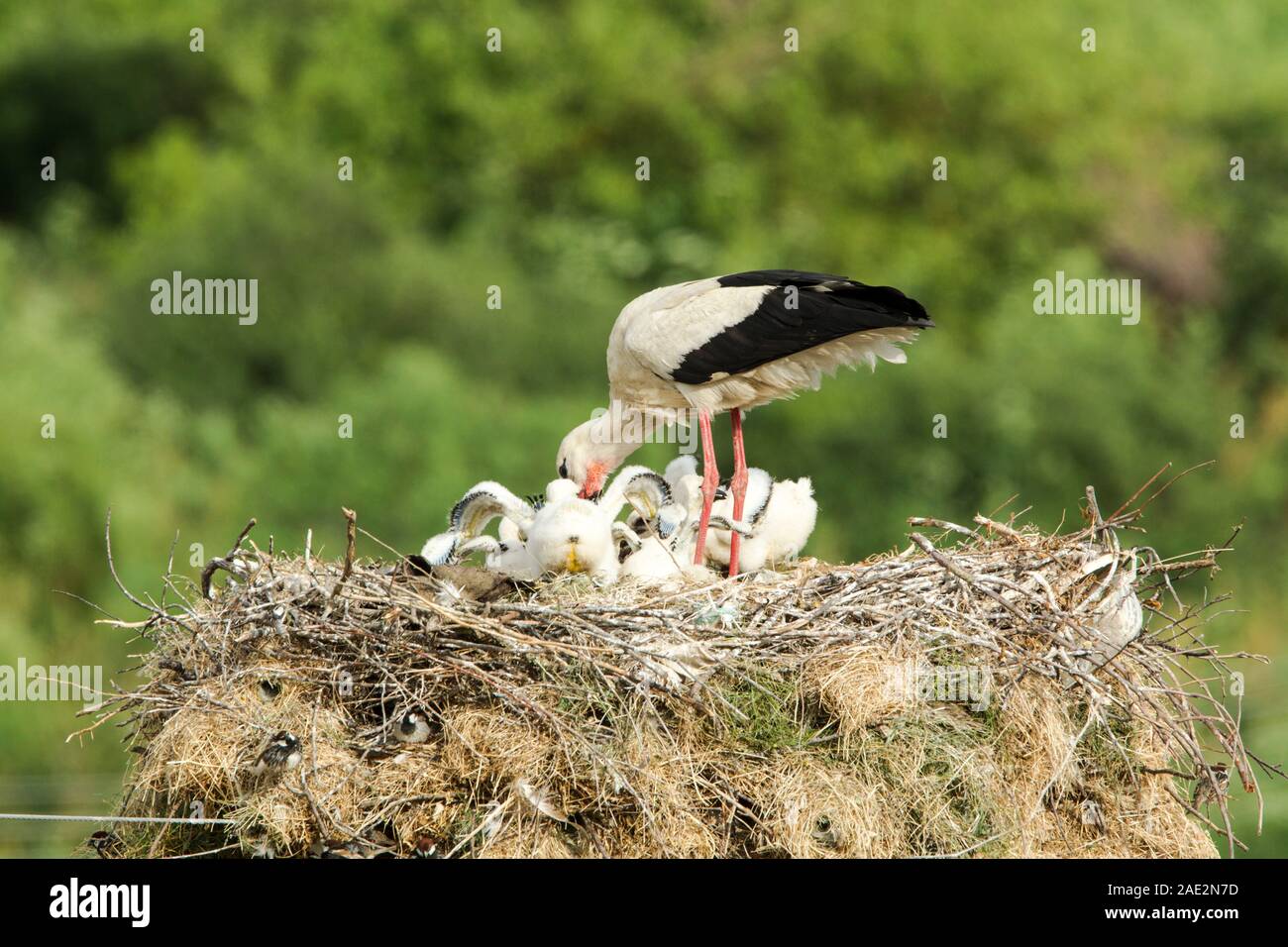 Cigüeña blanca (Ciconia ciconia) que alimentan a sus crías mientras está de pie en su nido, el cual está construido sobre un poste de metal en las afueras de un pequeño pueblo en Bulg Foto de stock