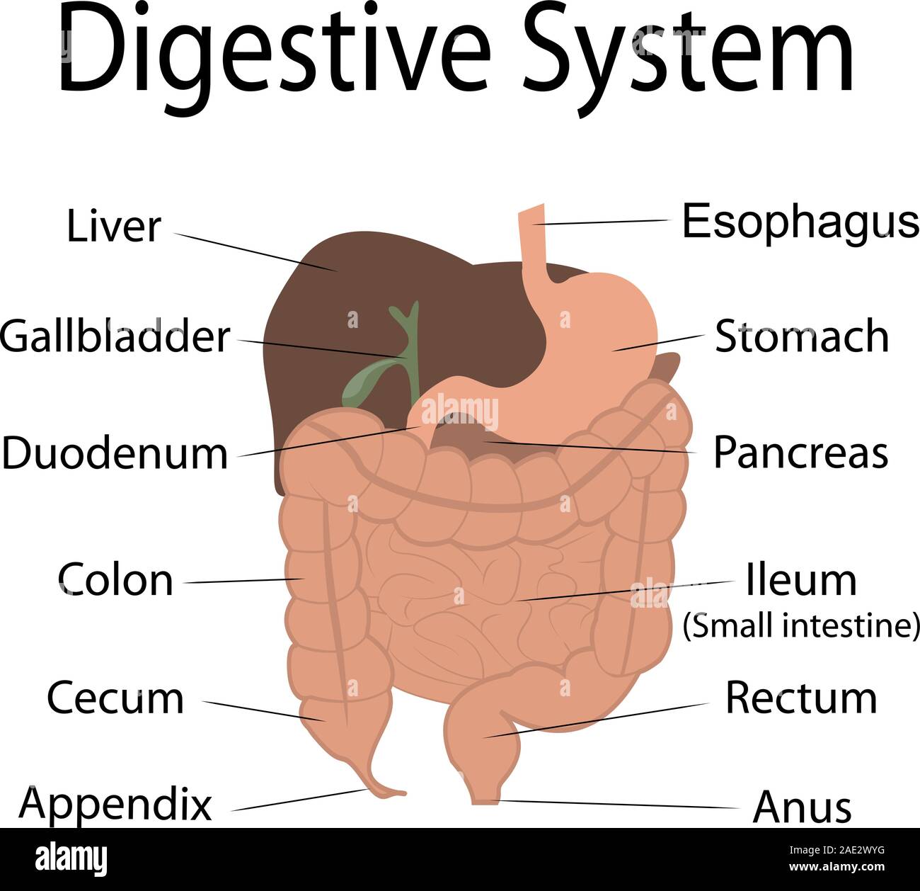 El sistema digestivo del cuerpo humano infografía gráfico vectorial con órgano nombres. Ilustración del Vector
