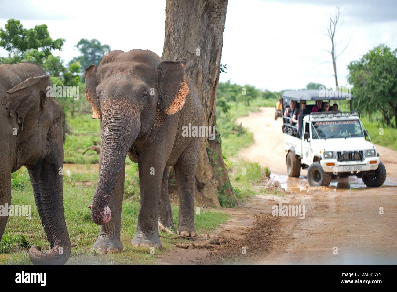El elefante asiático (Elephas maximus maximus) Foto de stock