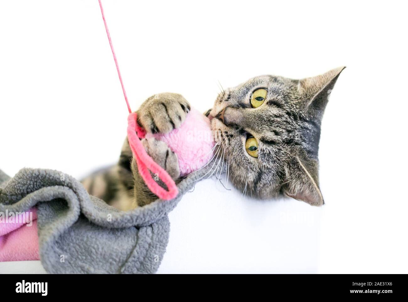 Un lúdico brown tabby Domestic Shorthair gatito sosteniendo un juguete en sus patas Foto de stock
