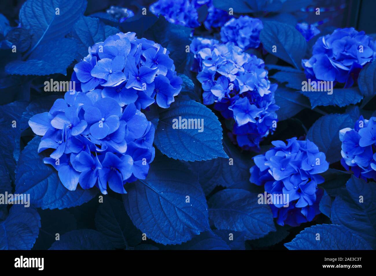Hermoso clásico hortensias azules en un bote. Cultivo de flores Fotografía  de stock - Alamy