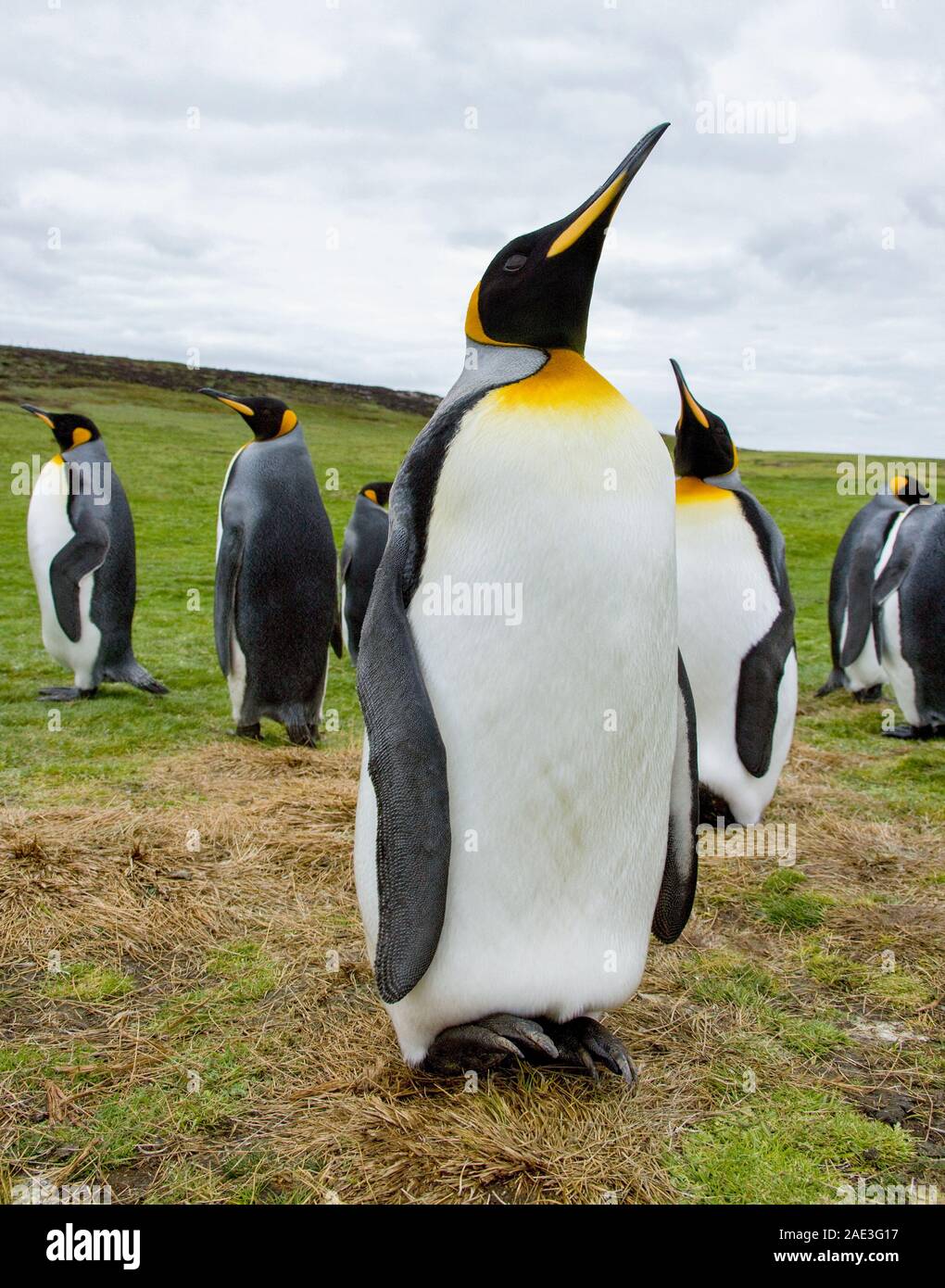 Pingüinos rey (Aptenodytes patagonicus) a punto de voluntariado en las Islas Falkland (Islas Malvinas). Foto de stock