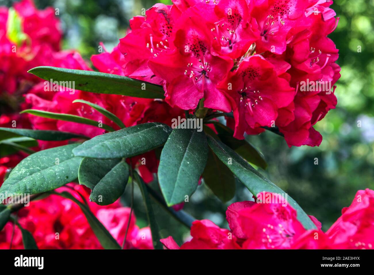 Rojo rhododendron florecientes arbustos Foto de stock