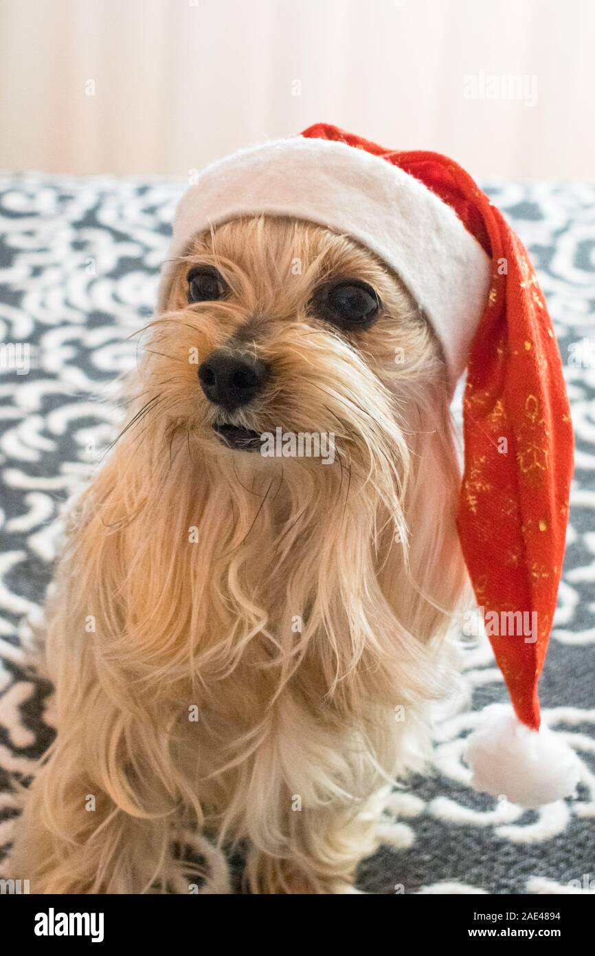 Cachorro en un disfraz fotografías e imágenes de alta resolución - Página 3  - Alamy