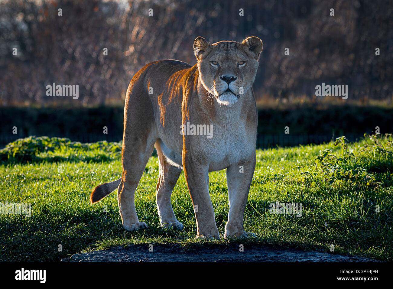 Una leona, iluminación posterior, aguarda en la cámara que se encuentra en la hierba Foto de stock