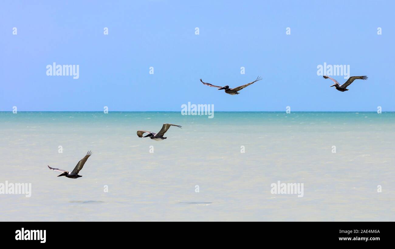 Agua, cielo azul y cuatro palicans volando sobre el agua, Sanibel Island, Florida, EE.UU. Foto de stock