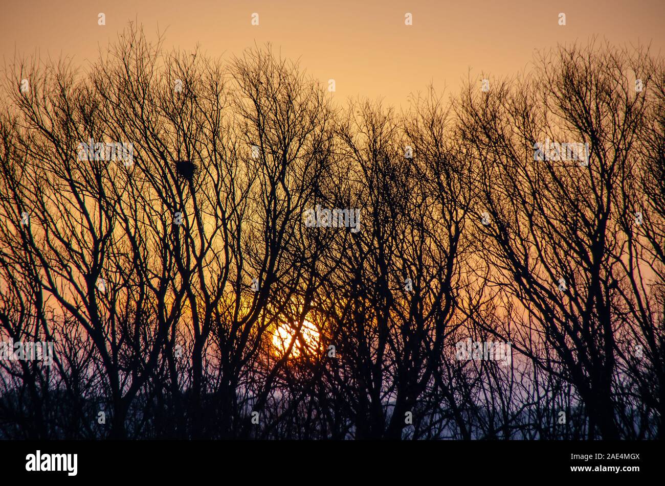 Árboles de invierno esbozadas contra la puesta de sol de invierno Foto de stock
