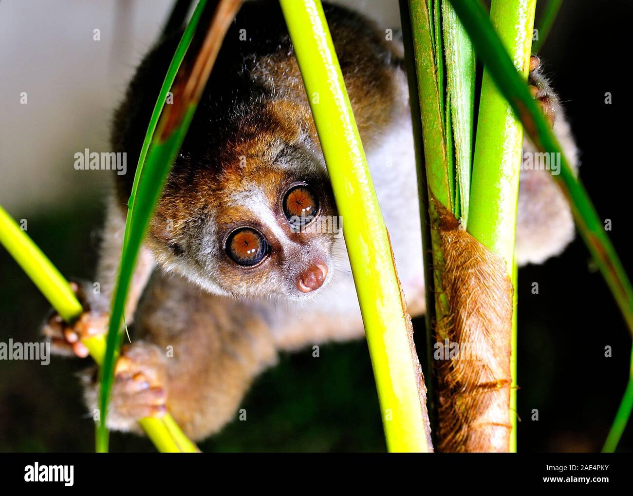 Slow Loris Fotos E Imagenes De Stock Alamy