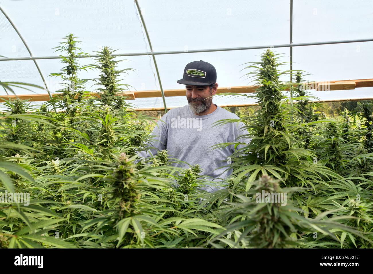 Inspeccionar el agricultor orgánico de floración cáñamo uver cepa 'haze' crecen en invernadero, sin THC, CBD, aceite de cannabis sativa. Foto de stock